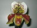 Paphiopedilum_hybridi_20060111_IMG_7498.jpg