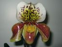 Paphiopedilum_hybridi_20060111_IMG_7499.jpg