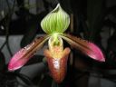 Paphiopedilum_hybridi_BK2_20061127_IMG_9589.jpg