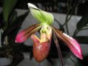 Paphiopedilum_hybridi_BK2_20061127_IMG_9591.jpg