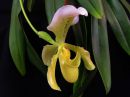 Paphiopedilum_hybridi_KAU_20091126_IMG_3186.jpg