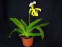 Paphiopedilum_hybridi_KAU_20091126_IMG_6578.jpg