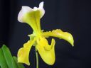 Tiedostonimi=Paphiopedilum_hybridi_KAU_20091126_IMG_6583.jpg
Tiedostokoko=42kt
Koko=600x450
Lisätty=05.03.2012 Paphiopedilum_hybridi_KAU_20091126_IMG_6583.jpg