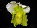 Paphiopedilum_hybridi_KO1_200605_IMG_1593.jpg