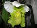 Paphiopedilum_hybridi_KO1_200605_IMG_1599.jpg