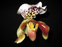 Paphiopedilum_hybridi_KO2_20061130_IMG_0378.jpg