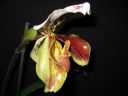 Paphiopedilum_hybridi_KO2_20061130_IMG_0381.jpg