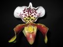 Paphiopedilum_hybridi_KO2_20061130_IMG_0384.jpg