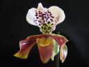 Paphiopedilum_hybridi_KO2_20061130_IMG_0801.jpg