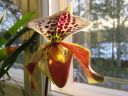 Paphiopedilum_hybridi_KO2_20061130_IMG_9438.jpg