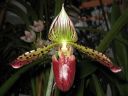 Paphiopedilum_hybridi_KO3_20061130_IMG_9272.jpg