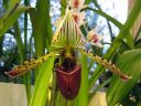 Paphiopedilum_hybridi_KO3_20061130_IMG_9289.jpg