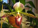 Paphiopedilum_hybridi_KO3_20061130_IMG_9601.jpg