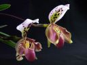 Paphiopedilum_hybridi_KO_20070226_IMG_0708.jpg