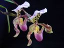 Paphiopedilum_hybridi_KO_20070226_IMG_0835.jpg