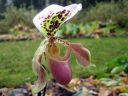 Paphiopedilum_hybridi_KO_20070226_IMG_1047.jpg