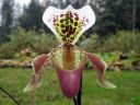 Paphiopedilum_hybridi_KO_20070226_IMG_1049.jpg