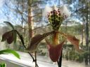 Paphiopedilum_hybridi_KO_20070226_IMG_1149.jpg