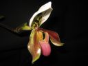 Paphiopedilum_hybridi_KO_20070226_IMG_1770.jpg