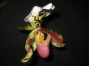 Paphiopedilum_hybridi_KO_20070226_IMG_1804.jpg