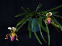 Paphiopedilum_hybridi_KO_20070226_IMG_2746.jpg