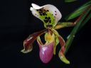 Paphiopedilum_hybridi_KO_20070226_IMG_2747.jpg