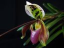 Paphiopedilum_hybridi_KO_20070226_IMG_2749.jpg