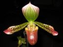 Paphiopedilum_hybridi_KTT1_20080315_IMG_2503.jpg