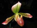 Paphiopedilum_hybridi_KTT1_20080315_IMG_2504.jpg