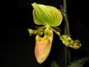 Paphiopedilum_hybridi_KTT2_20080315_IMG_2505.jpg