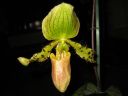 Paphiopedilum_hybridi_KTT2_20080315_IMG_2507.jpg