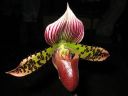 Paphiopedilum_hybridi_KTT3_20080315_IMG_2509.jpg