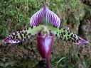 Paphiopedilum_hybridi_KTT3_20080315_IMG_7705.jpg