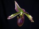 Paphiopedilum_hybridi_KTT4_20080308_IMG_2273.jpg