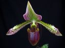 Paphiopedilum_hybridi_KTT4_20080308_IMG_2276.jpg