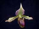 Paphiopedilum_hybridi_KTT4_20080315_IMG_0875.jpg