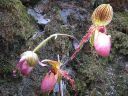 Paphiopedilum_hybridi_MV_20080513_IMG_5418.jpg