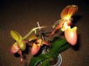 Tiedostonimi=Paphiopedilum_hybridi_MV_20080513_IMG_5587.jpg
Tiedostokoko=59kt
Koko=600x450
Lisätty=05.03.2012 Paphiopedilum_hybridi_MV_20080513_IMG_5587.jpg
