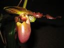 Tiedostonimi=Paphiopedilum_hybridi_MV_20080513_IMG_5590.jpg
Tiedostokoko=40kt
Koko=600x450
Lisätty=05.03.2012 Paphiopedilum_hybridi_MV_20080513_IMG_5590.jpg