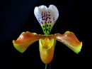 Paphiopedilum_hybridi_PLR_20120323_IMG_2957.jpg