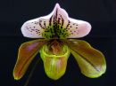 Tiedostonimi=Paphiopedilum_hybridi_PLV_20171109_IMG_9413.jpg
Tiedostokoko=61kt
Koko=600x450
Lisätty=10.02.2019 Paphiopedilum_hybridi_PLV_20171109_IMG_9413.jpg