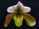 Paphiopedilum_hybridi_PLV_20171109_IMG_9413.jpg