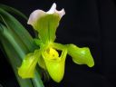 Paphiopedilum_hybridi_VP1_1_20091007_IMG_2900.jpg