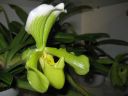 Tiedostonimi=Paphiopedilum_hybridi_VP1_20071009_IMG_1271.jpg
Tiedostokoko=45kt
Koko=600x450
Lisätty=05.03.2012 Paphiopedilum_hybridi_VP1_20071009_IMG_1271.jpg