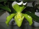 Paphiopedilum_hybridi_VP1_20071009_IMG_1274.jpg