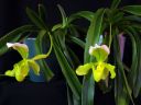 Paphiopedilum_hybridi_VP1_20091007_IMG_2897.jpg