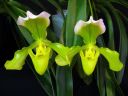 Paphiopedilum_hybridi_VP1_20091007_IMG_2898.jpg