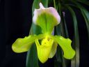 Paphiopedilum_hybridi_VP1_20091007_IMG_2902.jpg