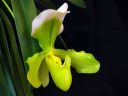 Paphiopedilum_hybridi_VP1_20091007_IMG_2903.jpg