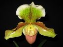 Paphiopedilum_hybridi_VP_20081014_IMG_0005.jpg